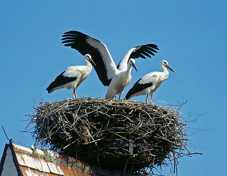 White stork family on church roof in Rudelstetten