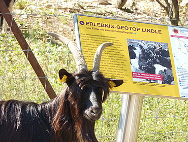 Adventure Geotope Lindle, Valais Blackneck goats