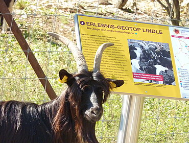 Erlebnis-Geotop Lindle, Walliser Schwarzhalsziege