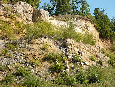 Adventure Geotope Lindle, geotope maintenance with Valais Blackneck goats