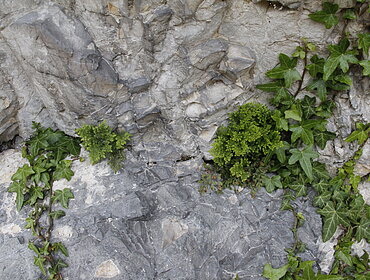 Impression of rock-face in Geotope Kalvarienberg, Donauwörth-Wörnitzstein