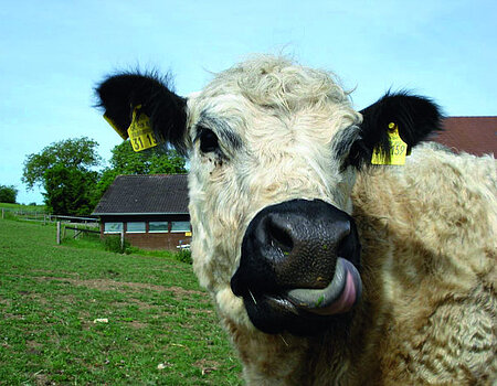 Galloway cattle on the Holunderhof