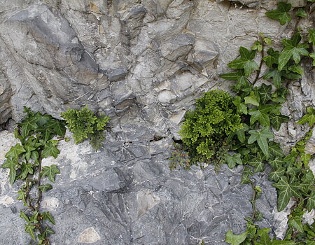Gesteins-Impressionen im Geotop Kalvarienberg, Donauwörth-Wörnitzstein